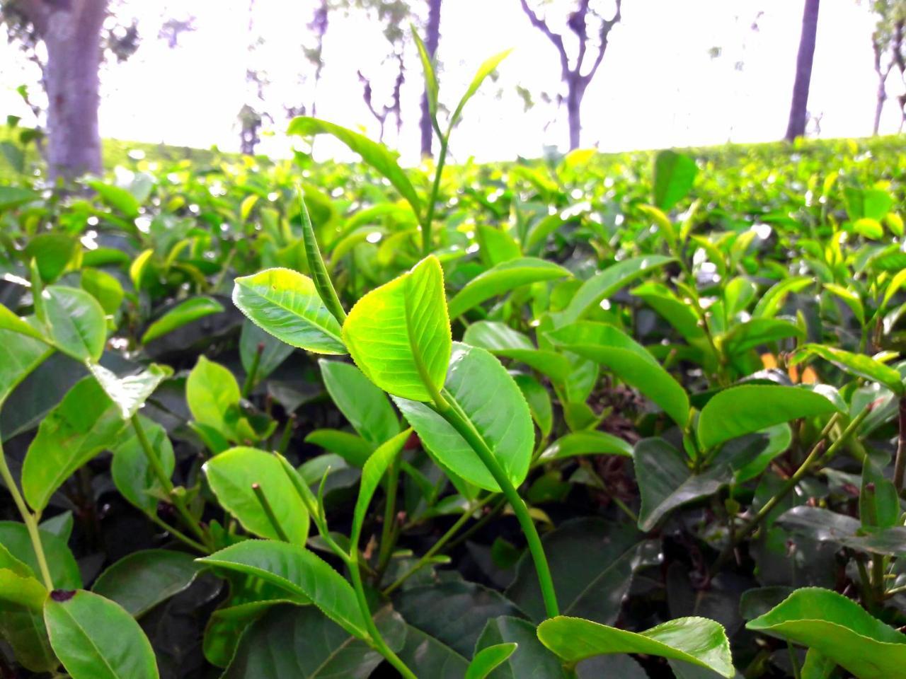 Green Paradise Ella Exterior photo